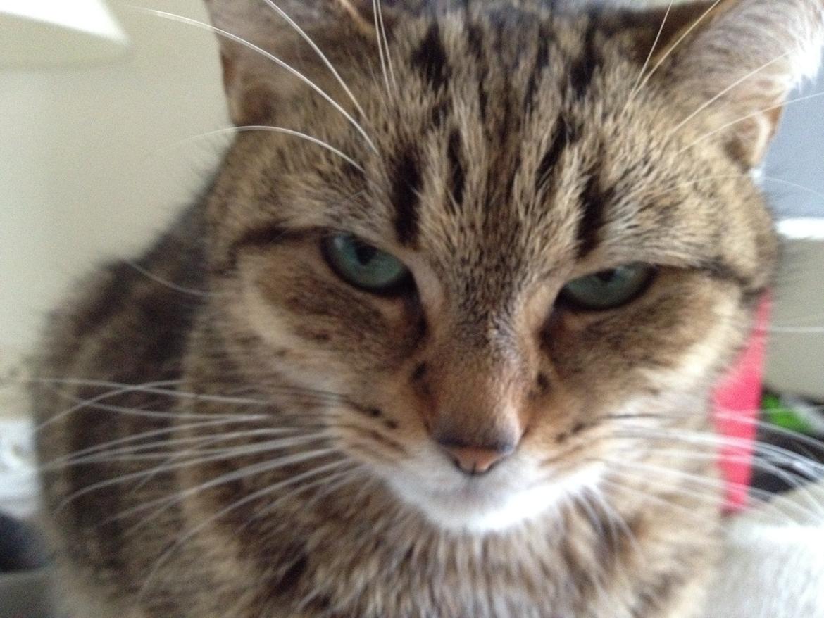 Blanding af racer Chili billede 6