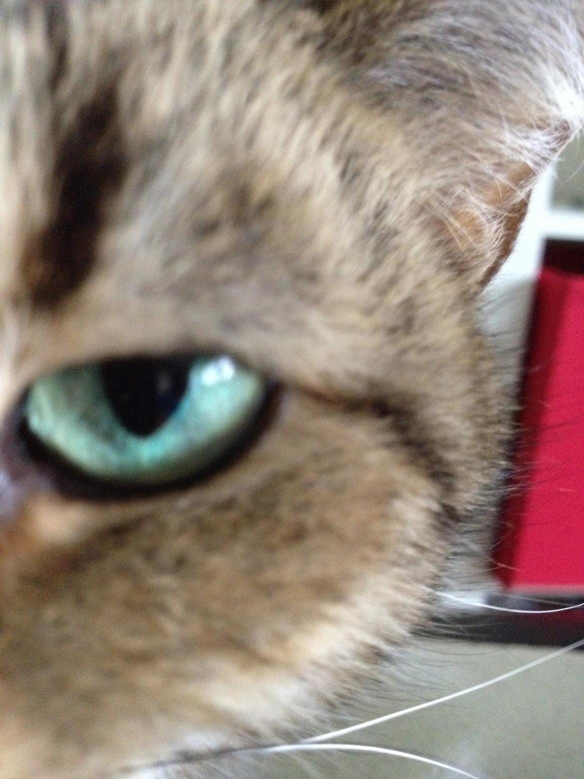 Blanding af racer Chili billede 7