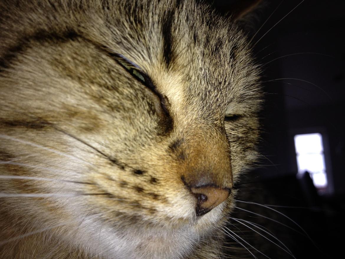 Blanding af racer Chili billede 9