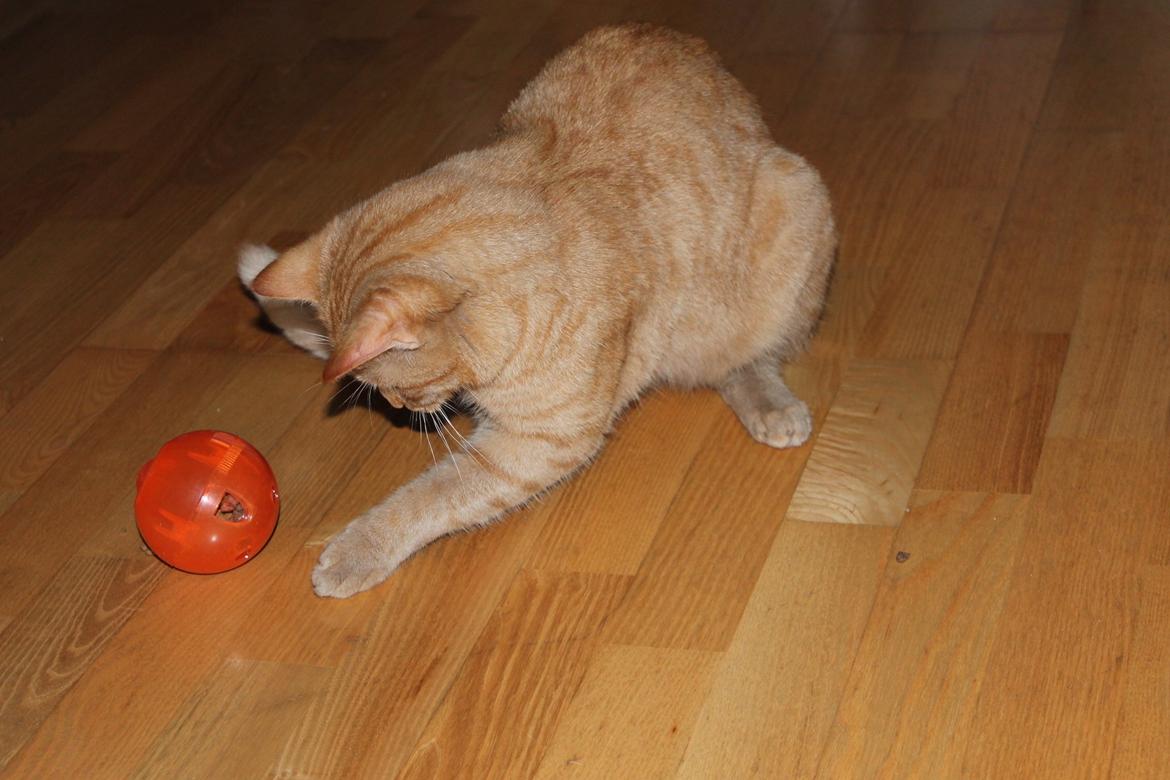 Huskat Tarzan *Efterlyst* - Kan stadig være et legebarn, når han er inde :) 1.10.12 billede 11