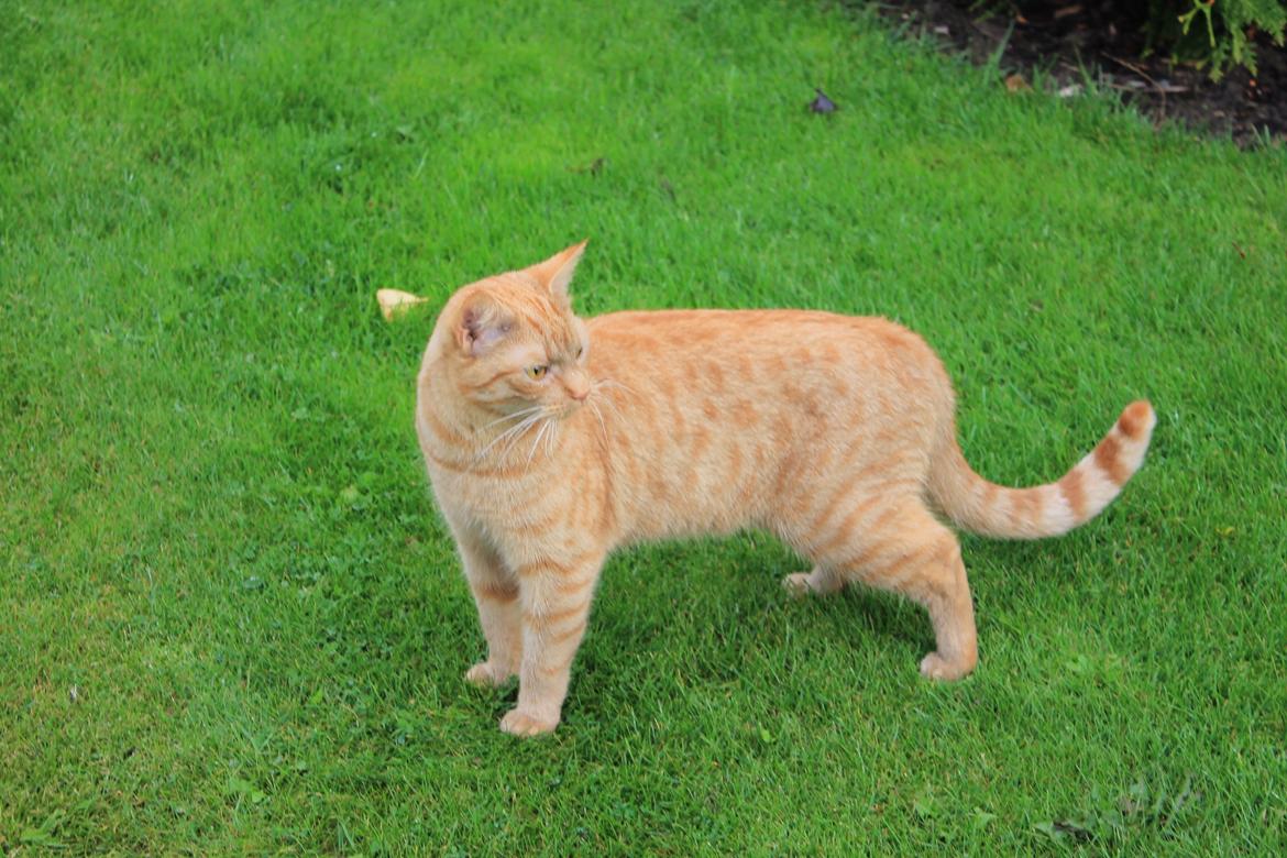 Huskat Tarzan *Efterlyst* - Så stor og flot han er blevet :) 1.10.12 billede 12