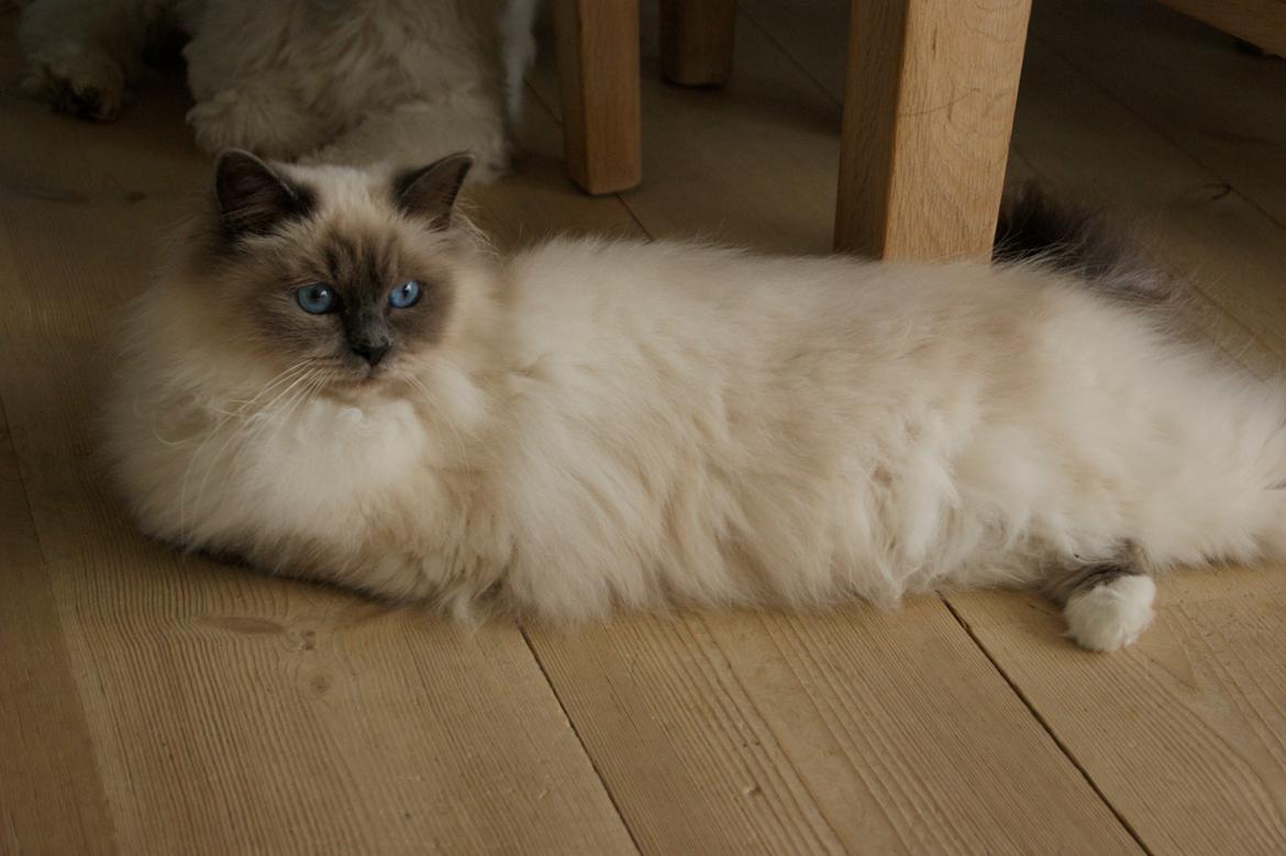 Hellig Birma Nuance´s Killing me softly (Luna) billede 5