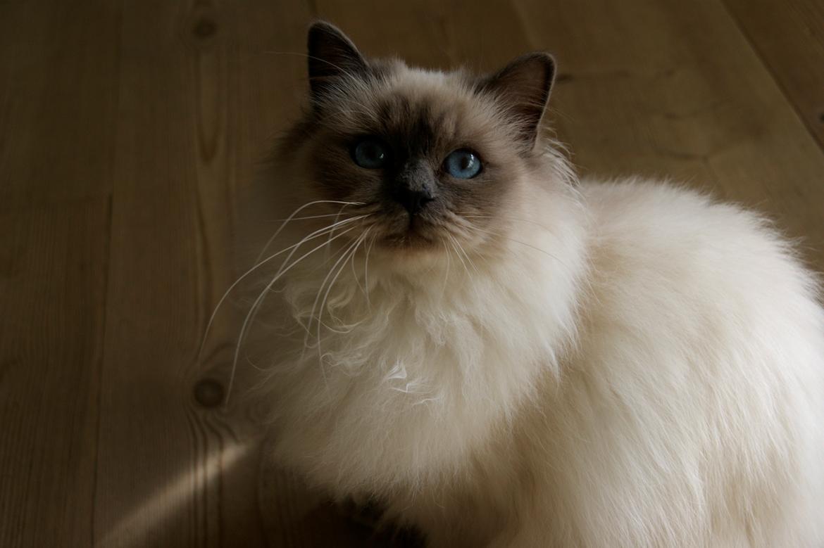 Hellig Birma Nuance´s Killing me softly (Luna) billede 2