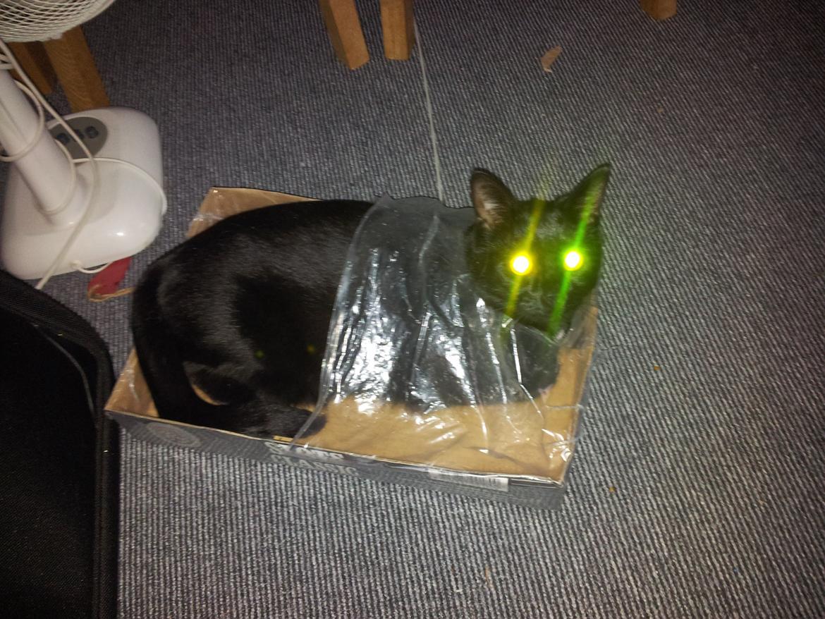 Huskat Piv billede 1