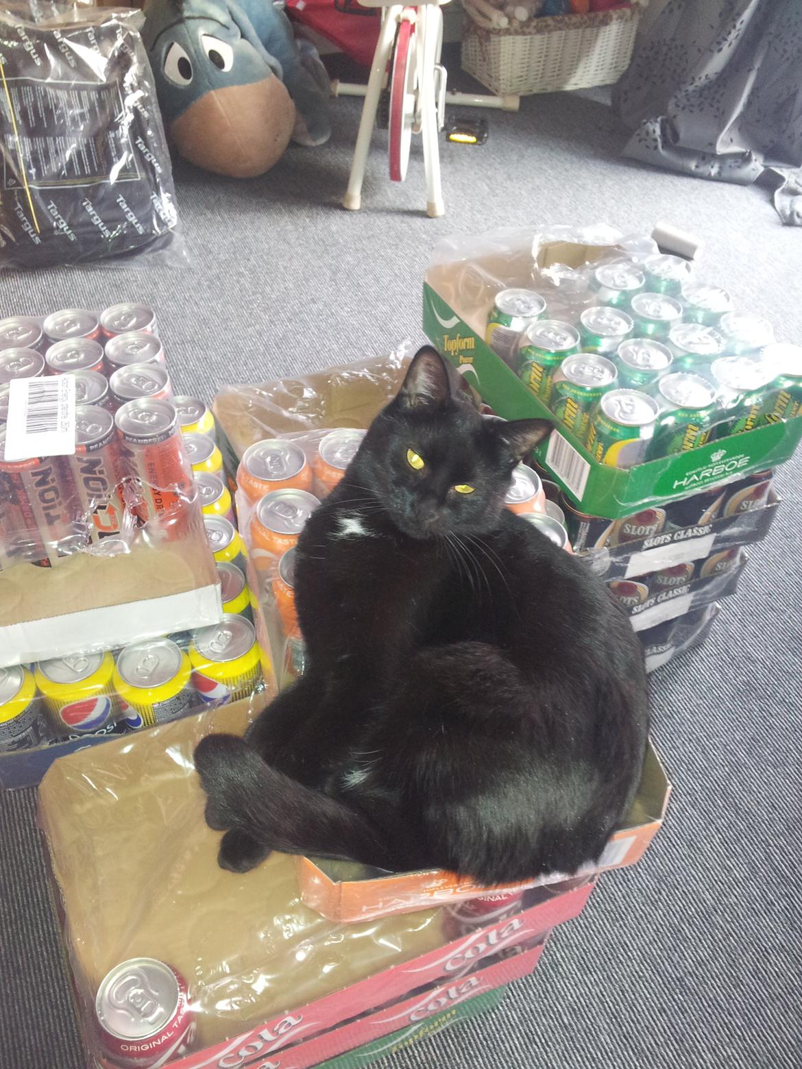 Huskat Piv billede 19