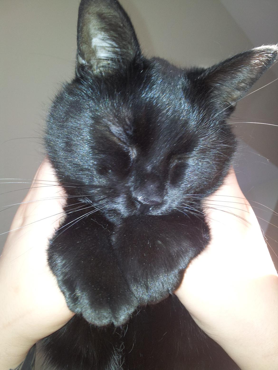 Huskat Piv billede 20