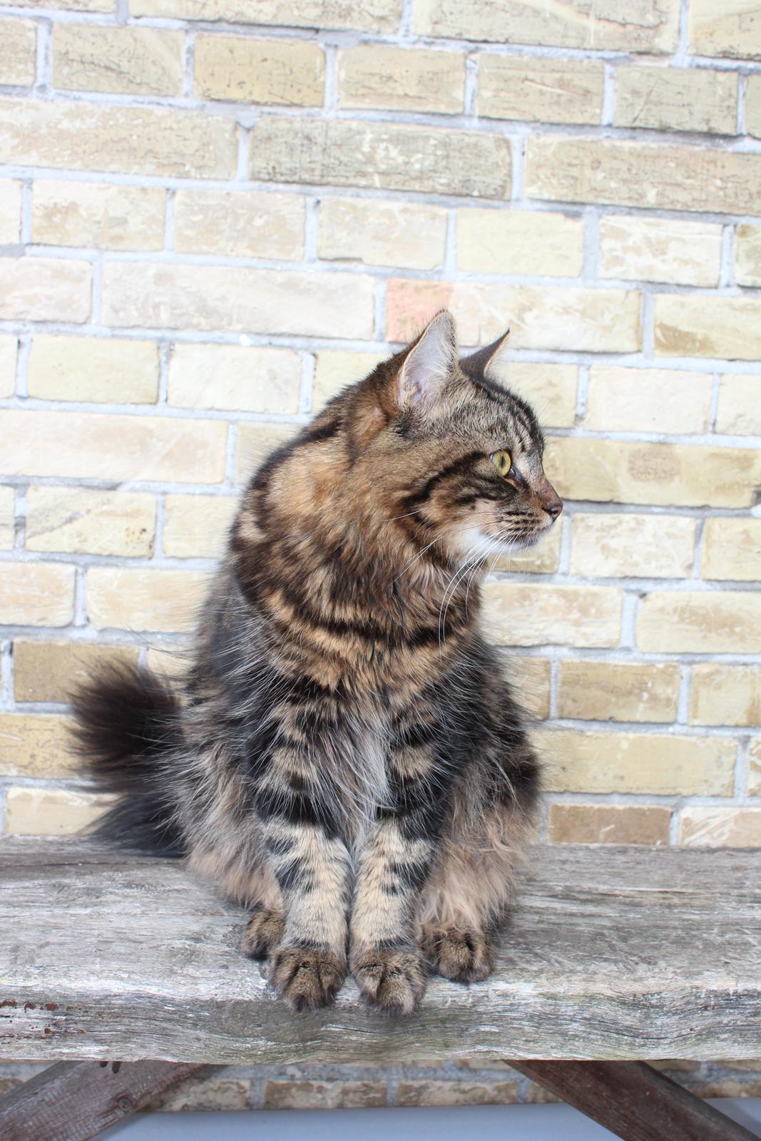 Blanding af racer Shifu billede 16