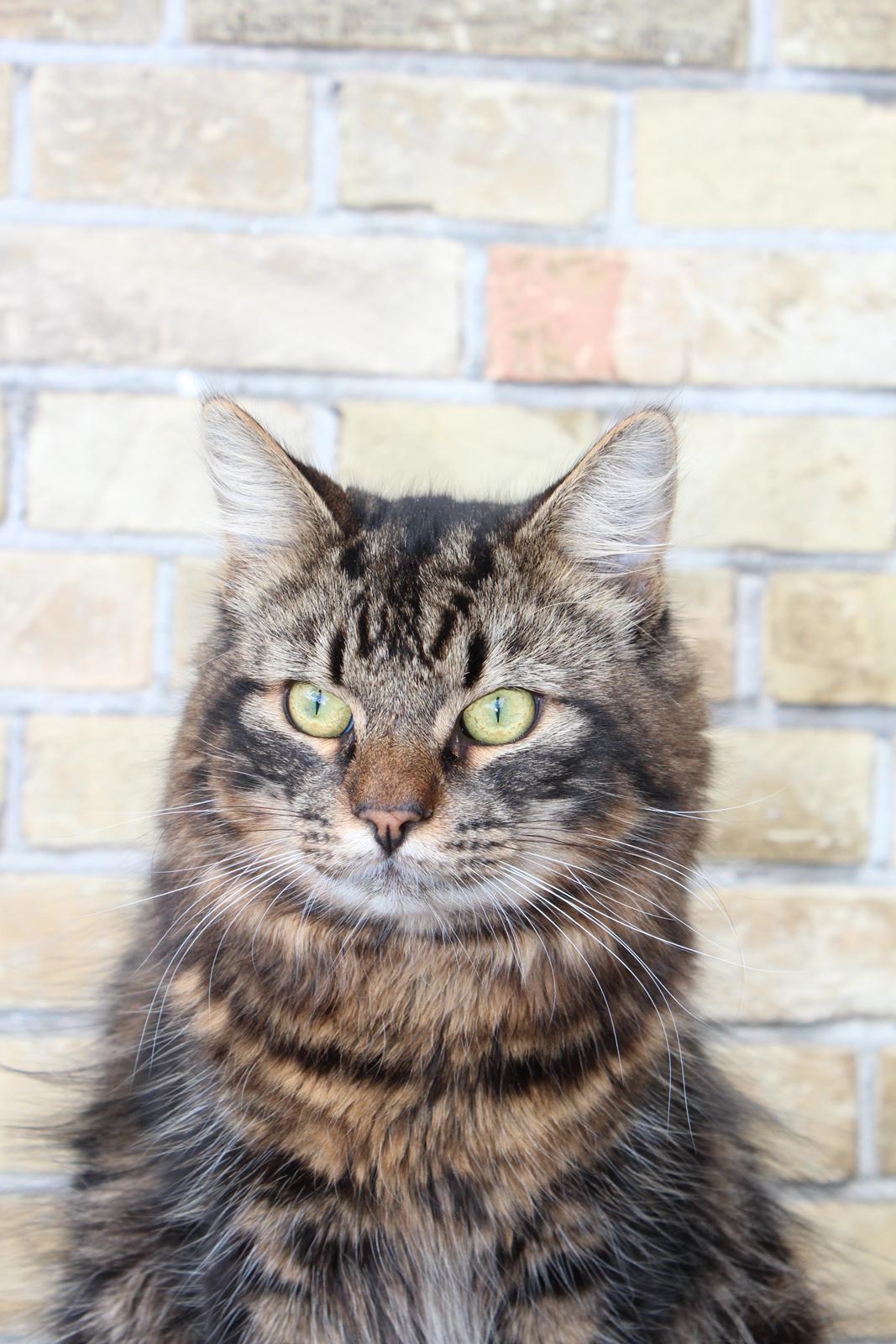 Blanding af racer Shifu billede 1