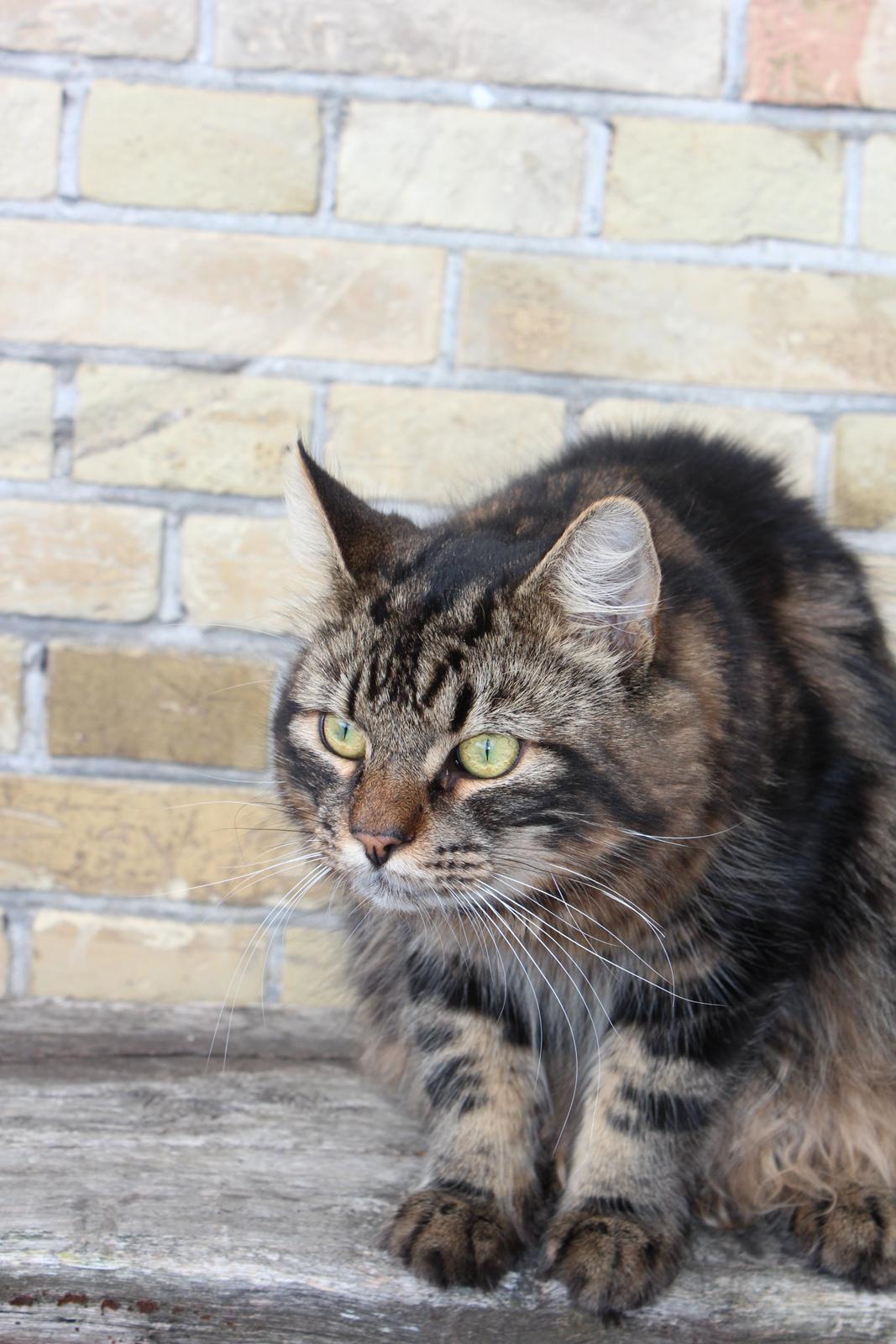 Blanding af racer Shifu billede 17