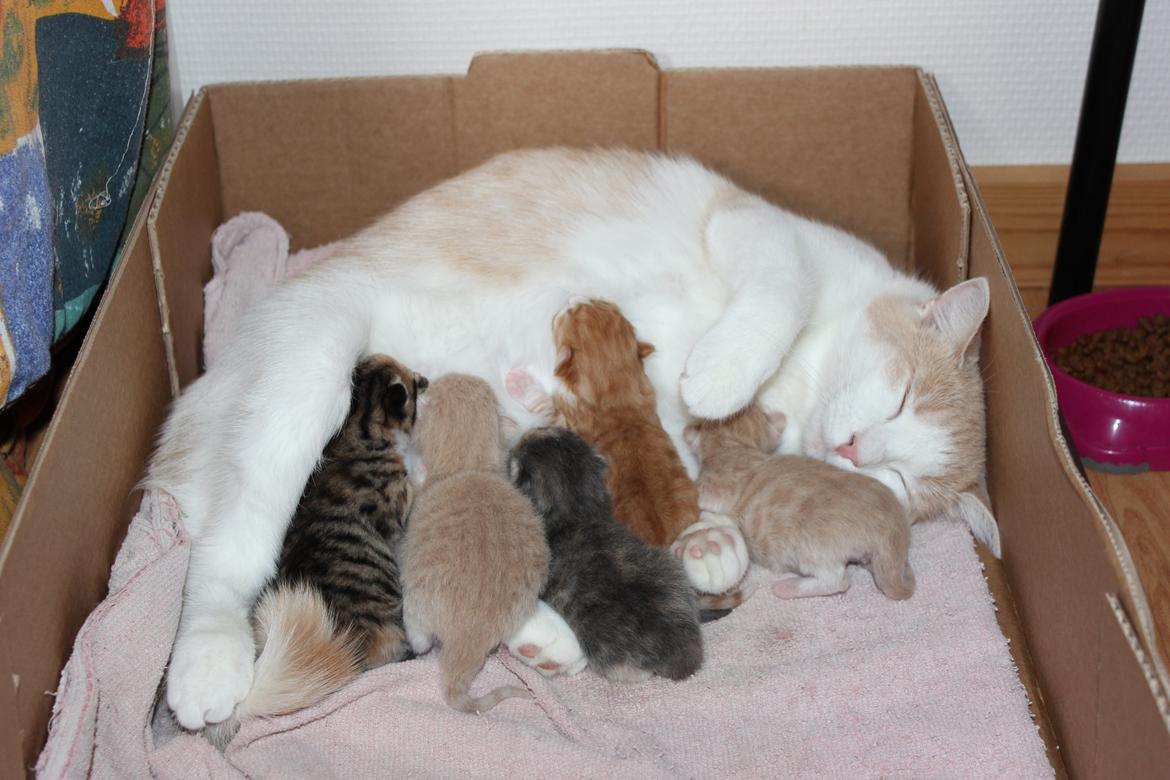 Huskat Maggie - Maggie med hendes fem killinger billede 3