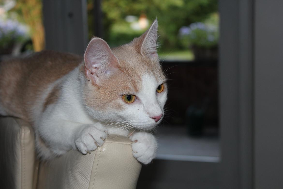 Huskat Maggie billede 2