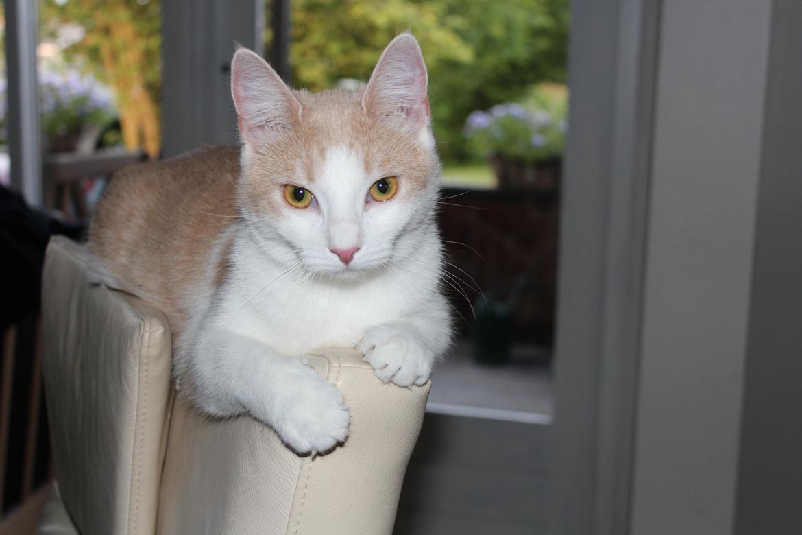 Huskat Maggie billede 1