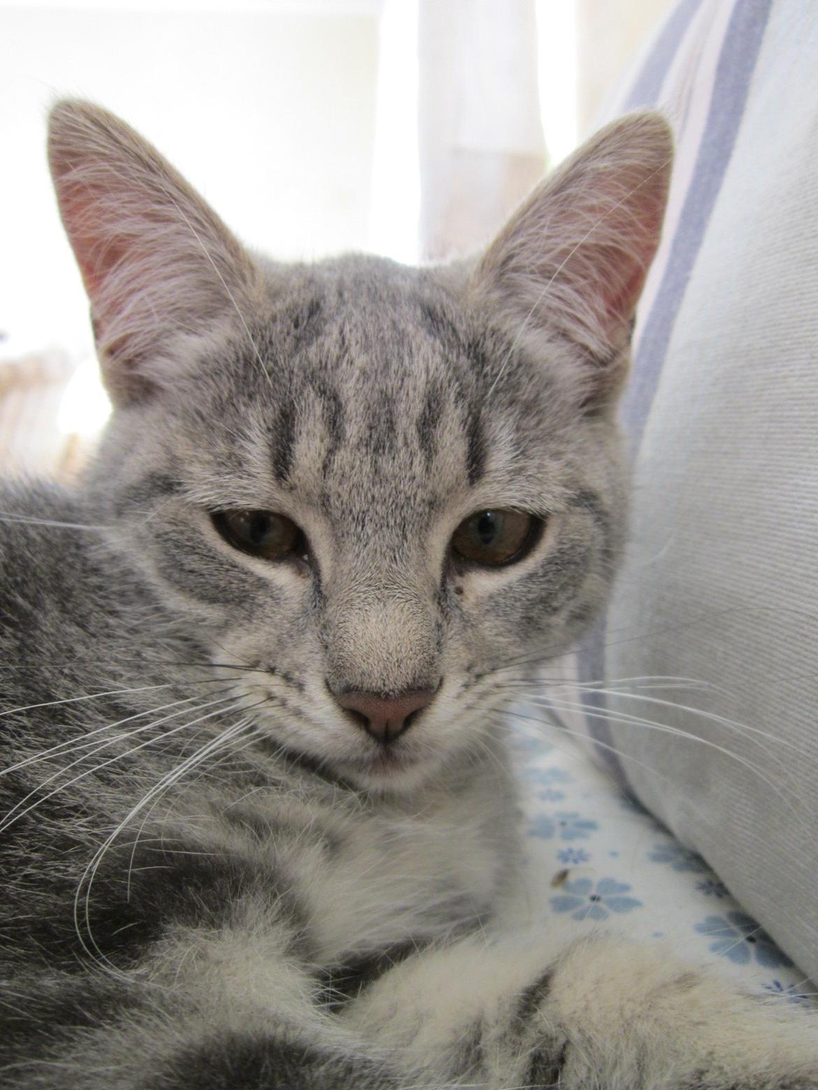 Huskat Victoria billede 15