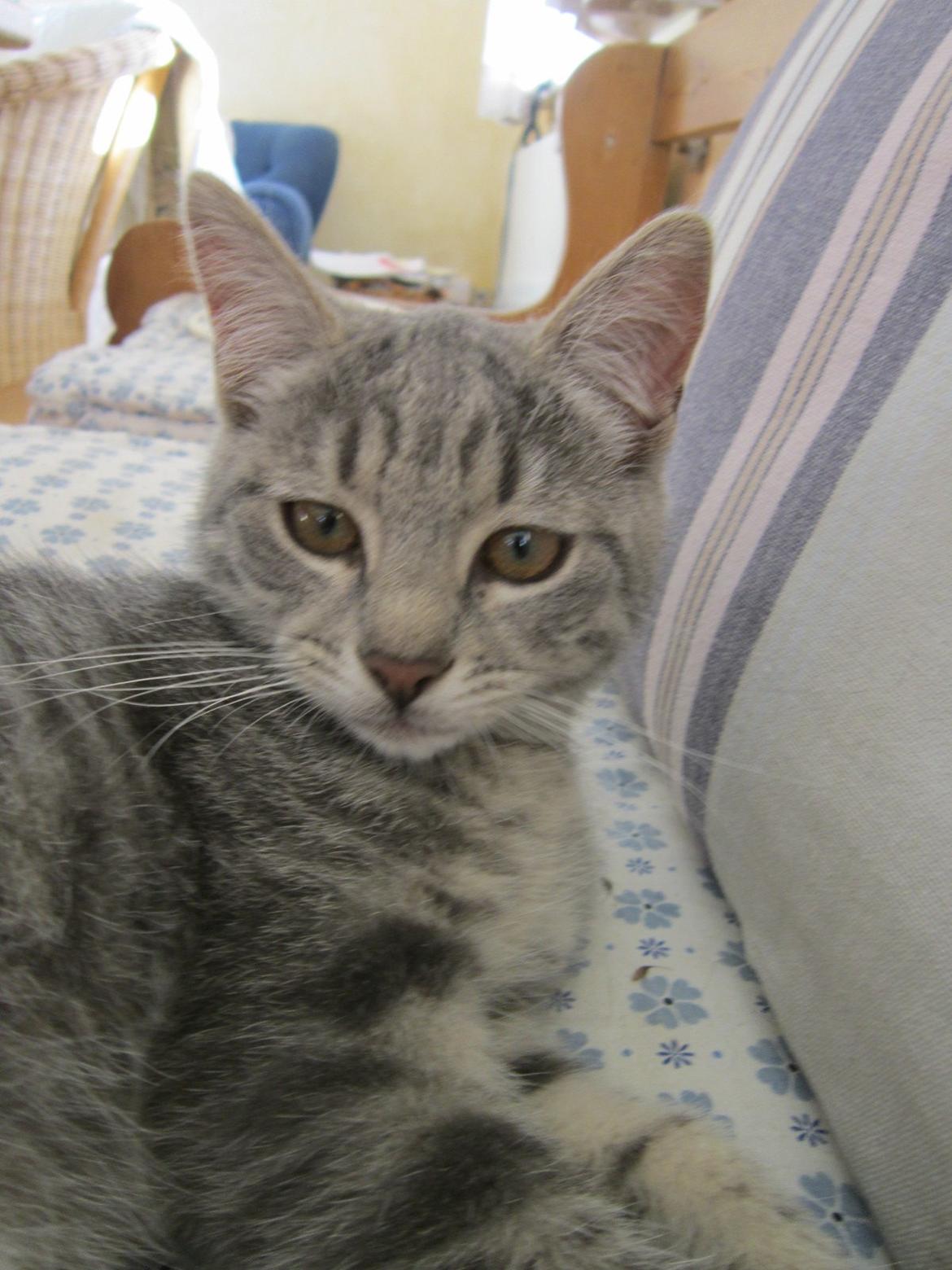 Huskat Victoria billede 10