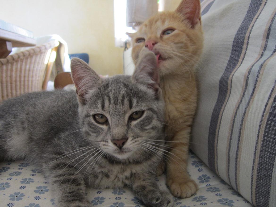 Huskat Victoria billede 9