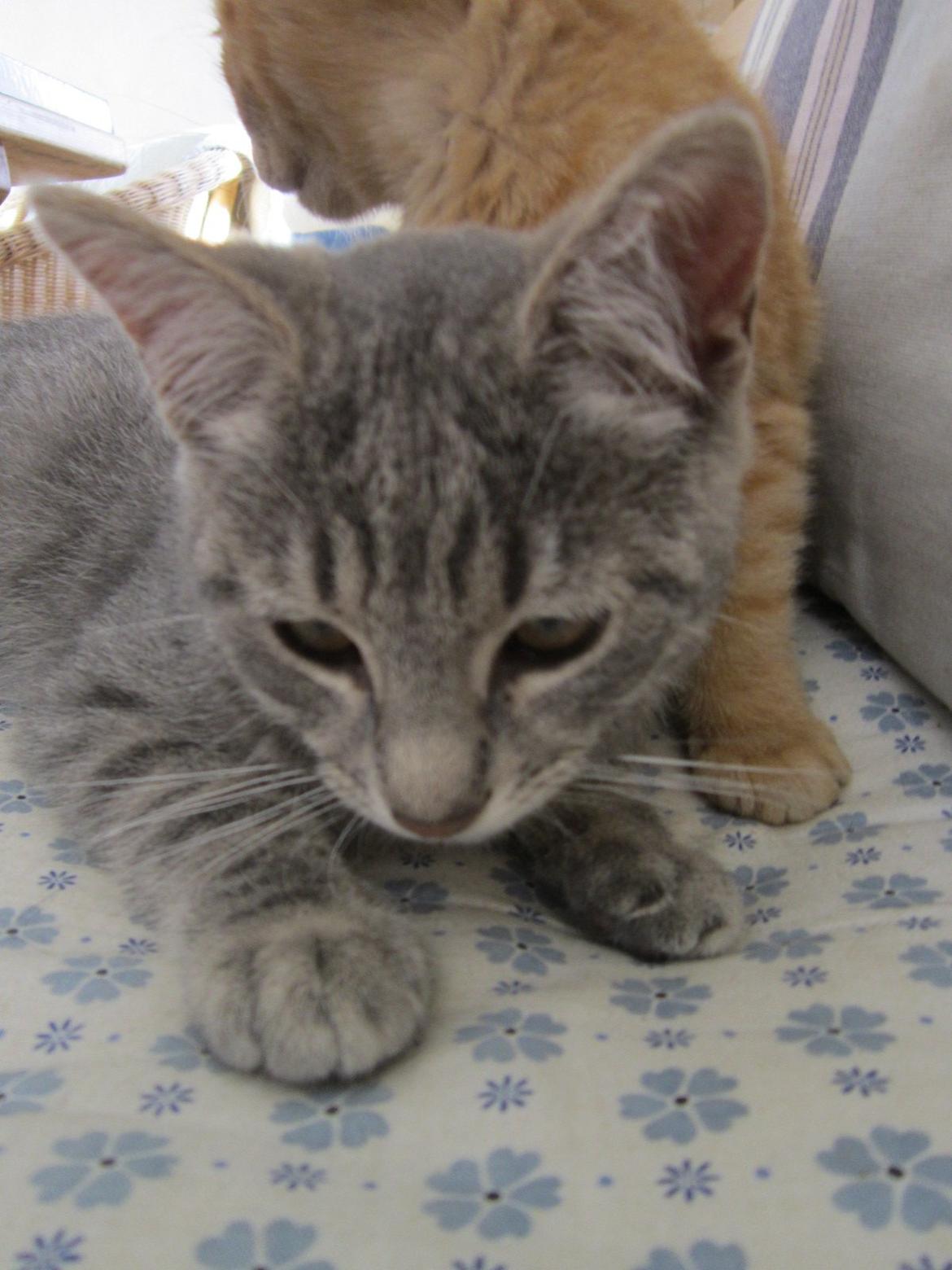 Huskat Victoria billede 16