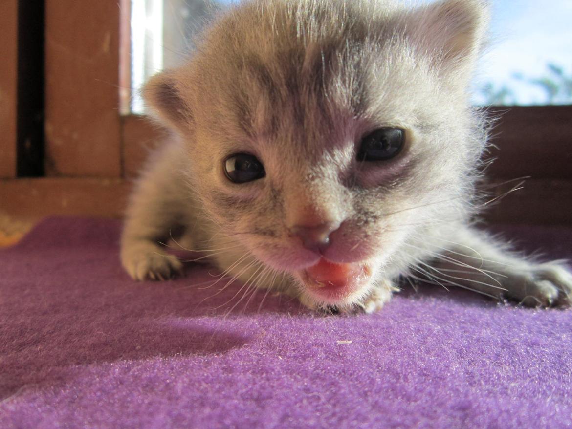 Huskat Victoria billede 7