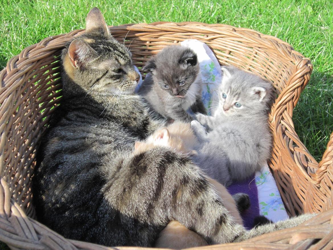 Huskat Victoria billede 3