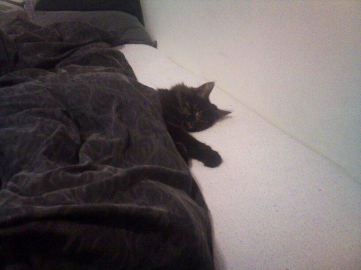 Maine Coon Razor/ mush - er lidt forkælet billede 2