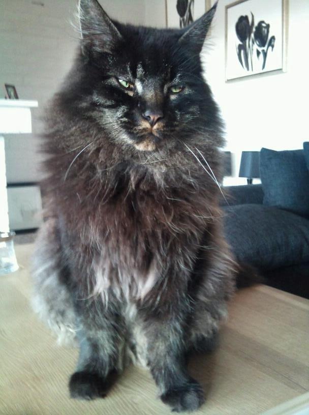 Maine Coon Razor/ mush - Razor/mush billede 3