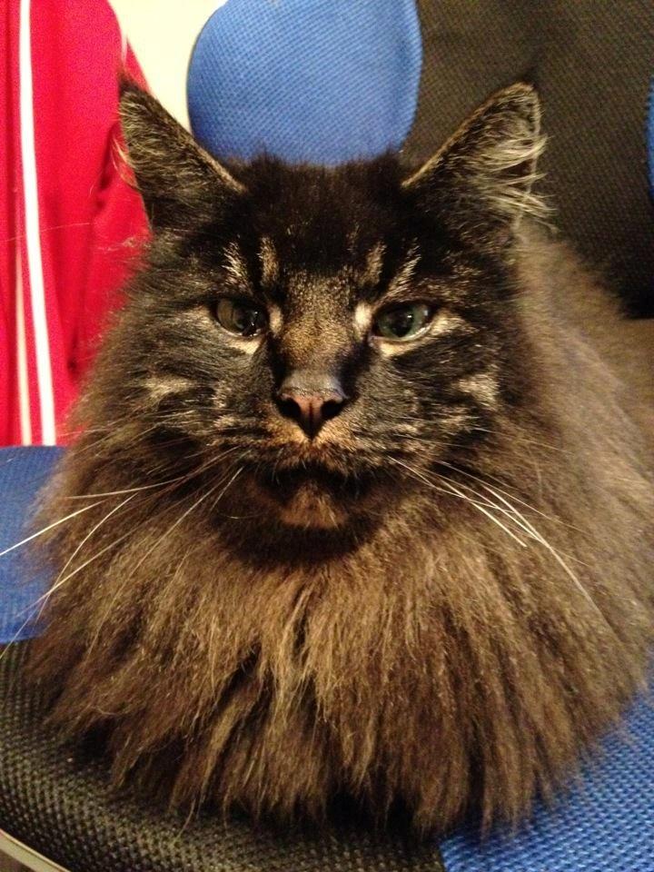 Maine Coon Razor/ mush billede 4