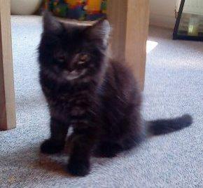 Maine Coon Razor/ mush - da jeg var lille ;-) billede 5