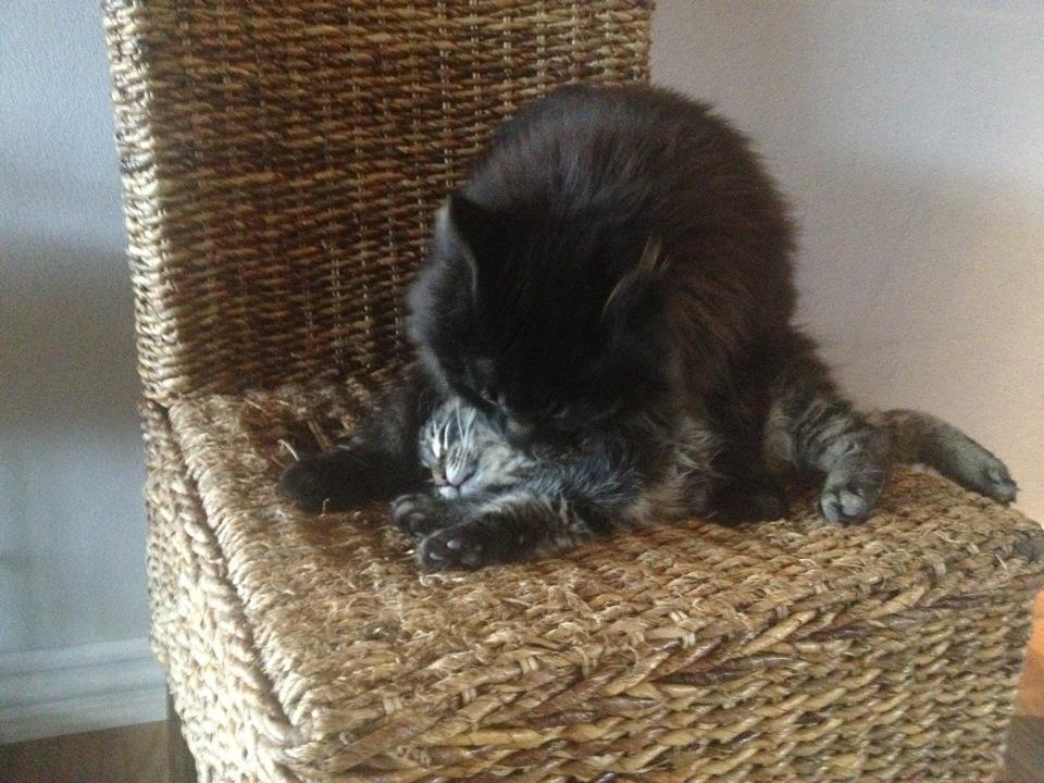 Maine Coon Razor/ mush billede 6