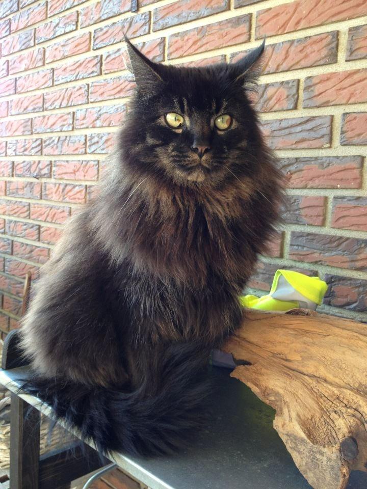 Maine Coon Razor/ mush - Jeps jeg er smuk :-) billede 7