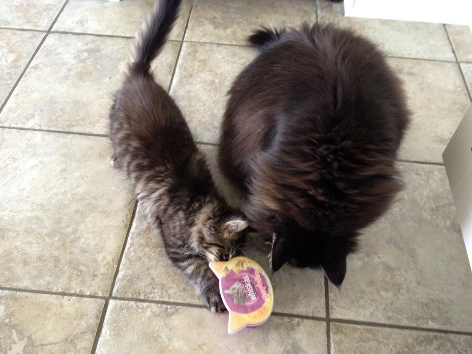 Maine Coon Basse - Hvis jeg nu hjælper dig, kan vi så være venner. billede 14