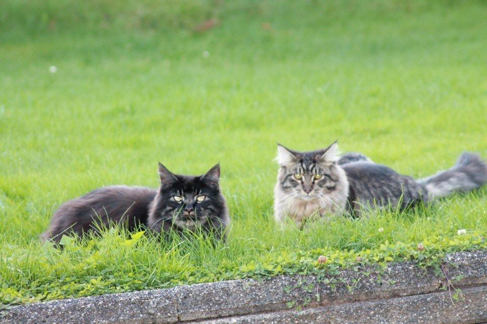 Maine Coon Basse - udenfor så kan vi fint enes :-) Bush og Basse billede 2