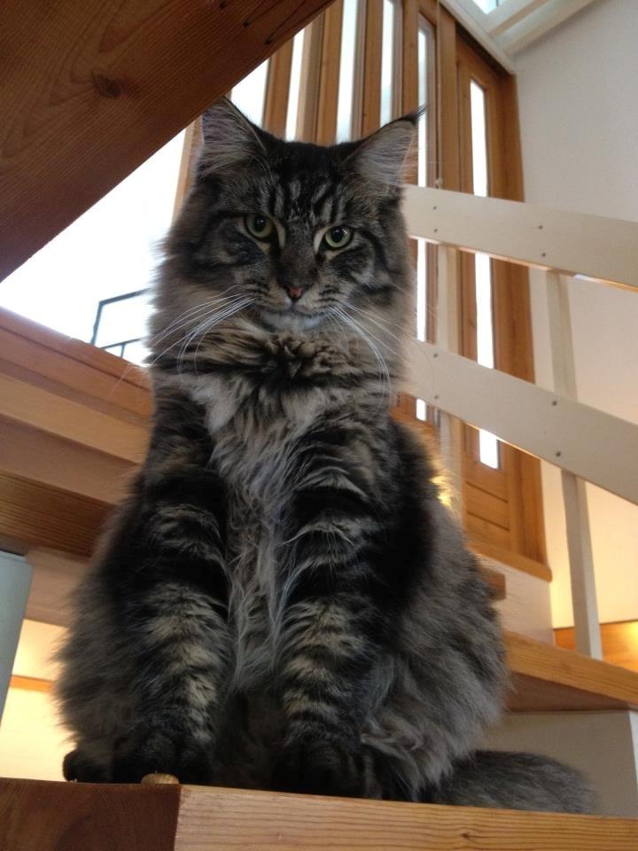 Maine Coon Basse - Basse billede 3
