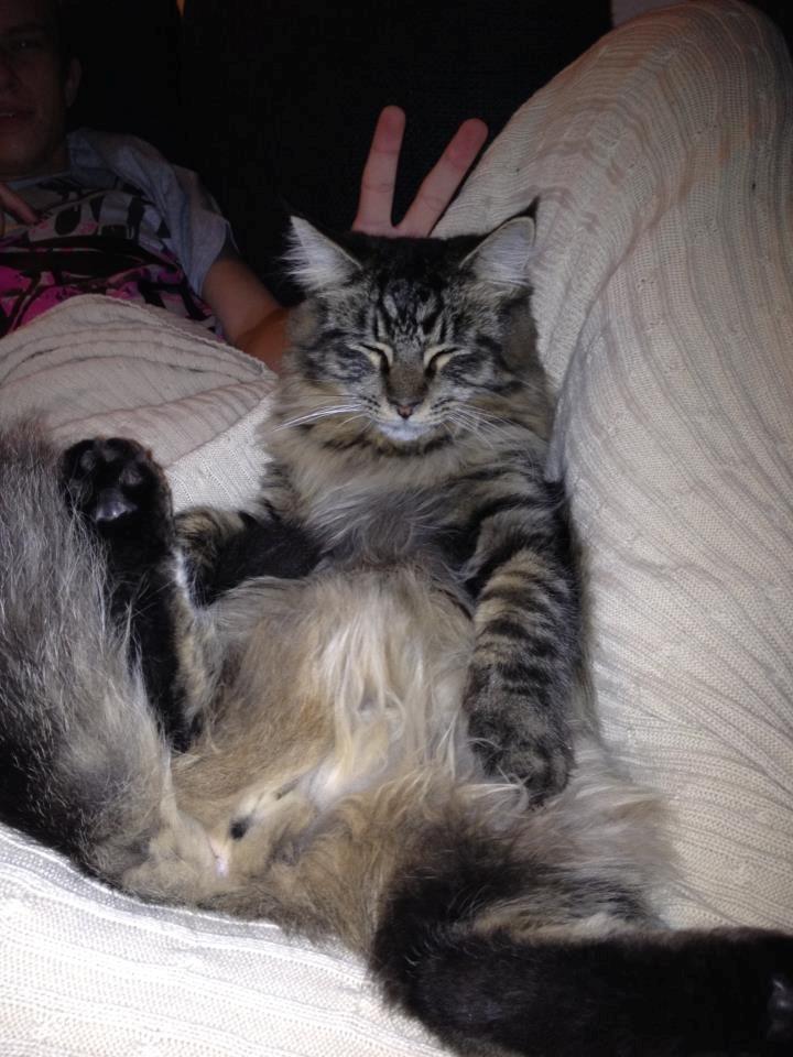 Maine Coon Basse - Basse tager lige en slapper på sofaen billede 4