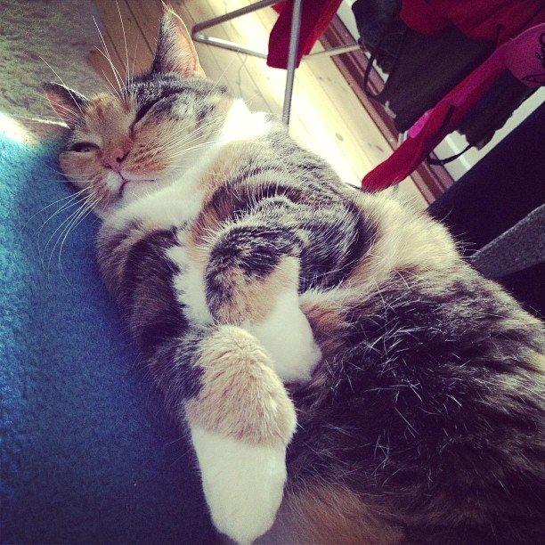 Huskat Bianca aka Fru Kat billede 3