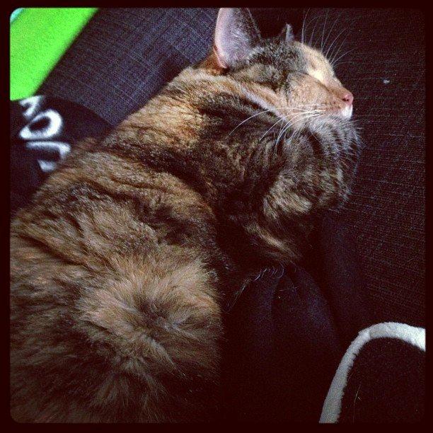 Huskat Bianca aka Fru Kat billede 18