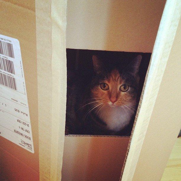 Huskat Bianca aka Fru Kat billede 19