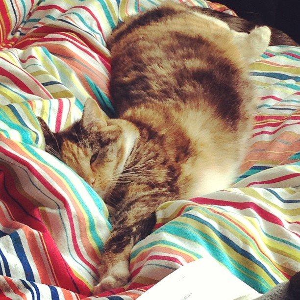 Huskat Bianca aka Fru Kat billede 2