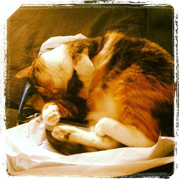 Huskat Bianca aka Fru Kat billede 20