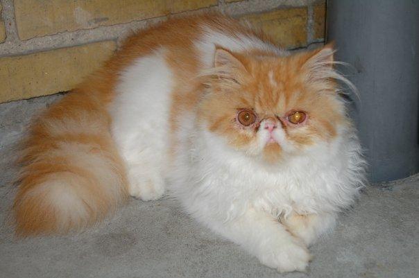 Perser DK La Boolé's Gizmo <3 - Gizmo da han var lidt yngre. :D billede 10