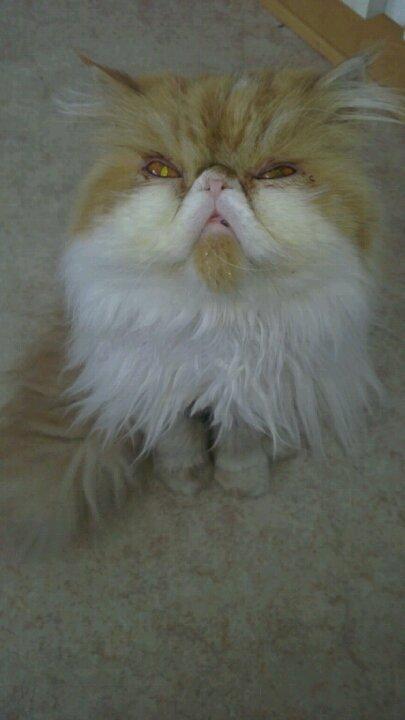 Perser DK La Boolé's Gizmo <3 - Han tigger :D Efter godbider billede 11