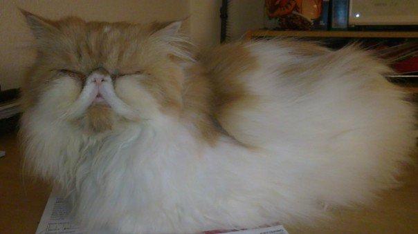 Perser DK La Boolé's Gizmo <3 - Gizze ligger og daser :D billede 12