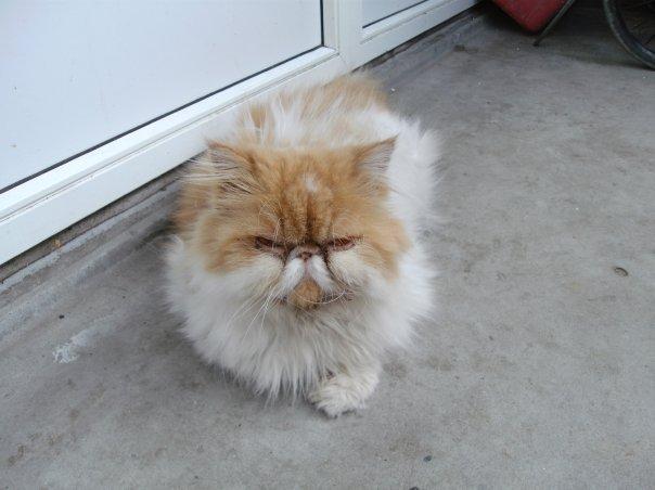 Perser DK La Boolé's Gizmo <3 - <3 <3 :D <3 <3 billede 13