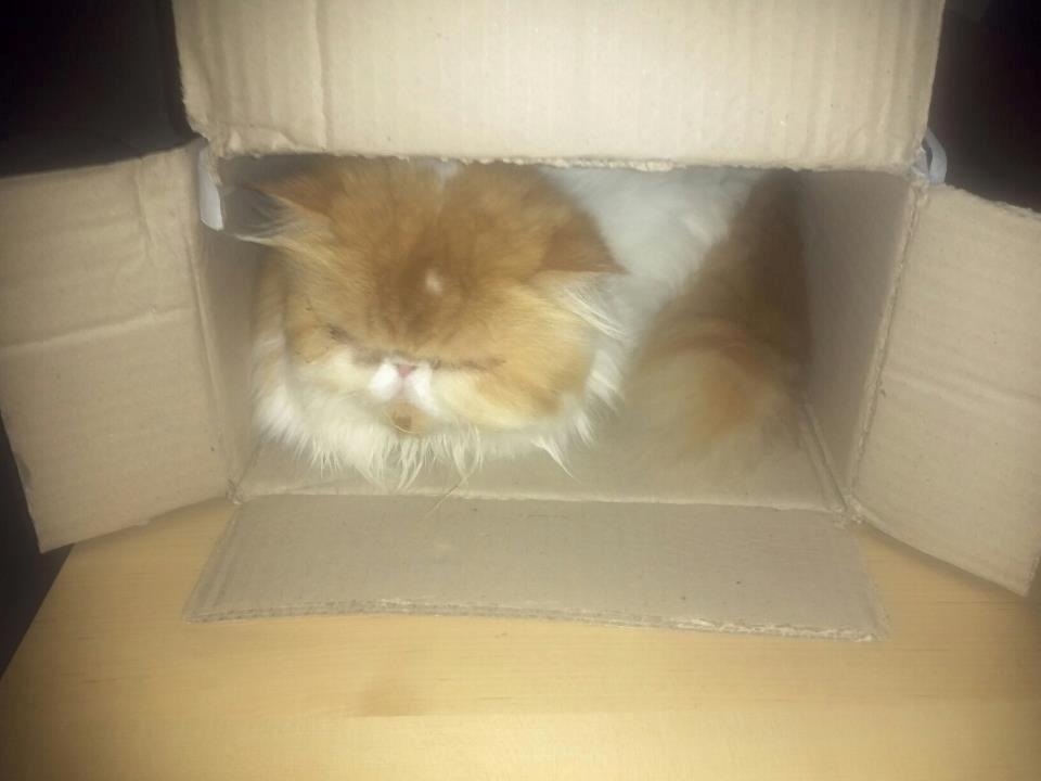 Perser DK La Boolé's Gizmo <3 - Gizze elsker og ligge i kasser.. :D billede 14