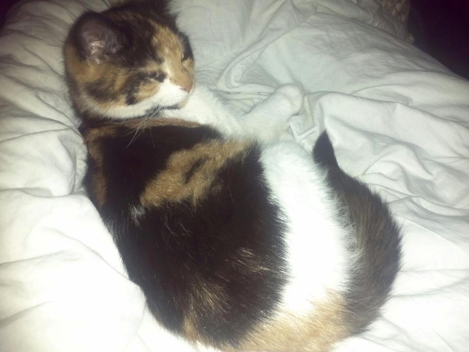 Blanding af racer Freja billede 2