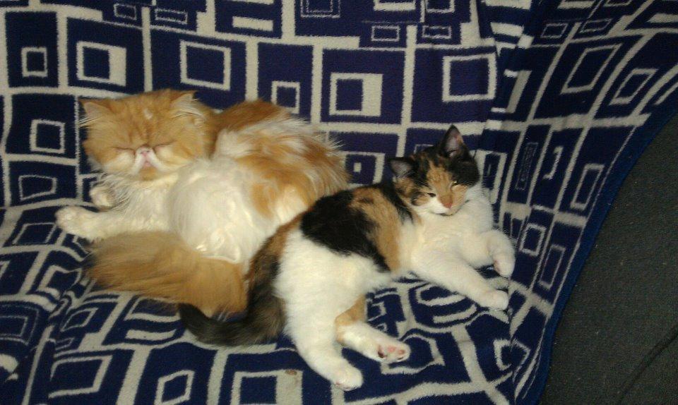 Blanding af racer Freja billede 6