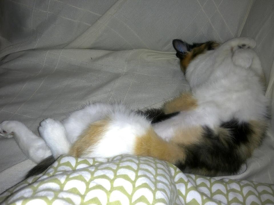 Blanding af racer Freja - Arrgh,,, det var dejligt :) billede 7