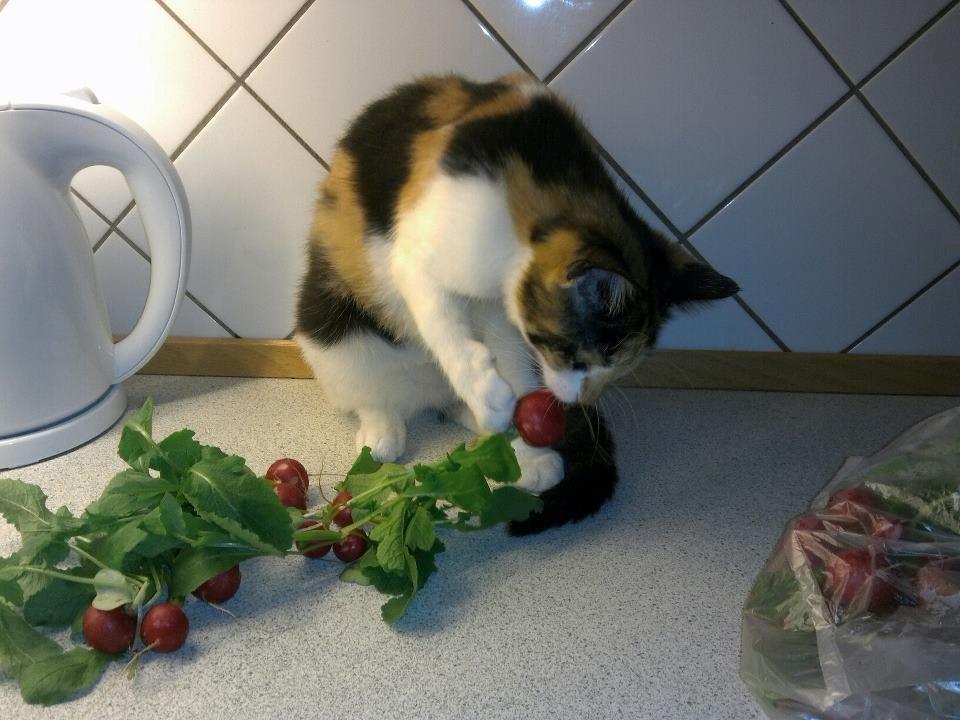 Blanding af racer Freja - Nam nam. Radisser smager godt :) billede 8