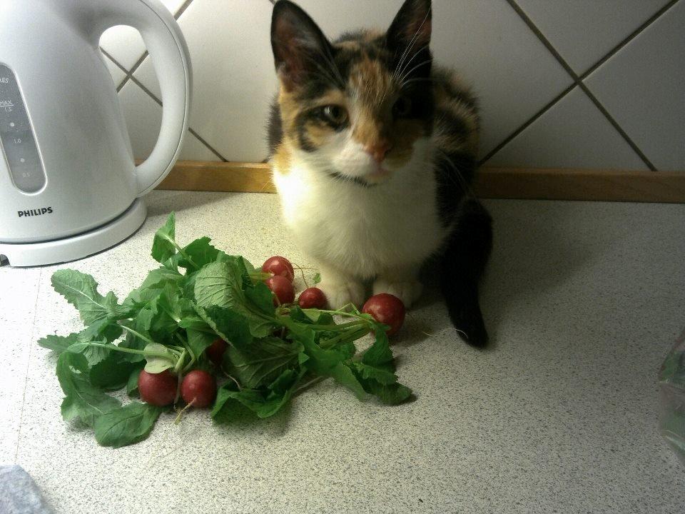 Blanding af racer Freja - <3 :) billede 9