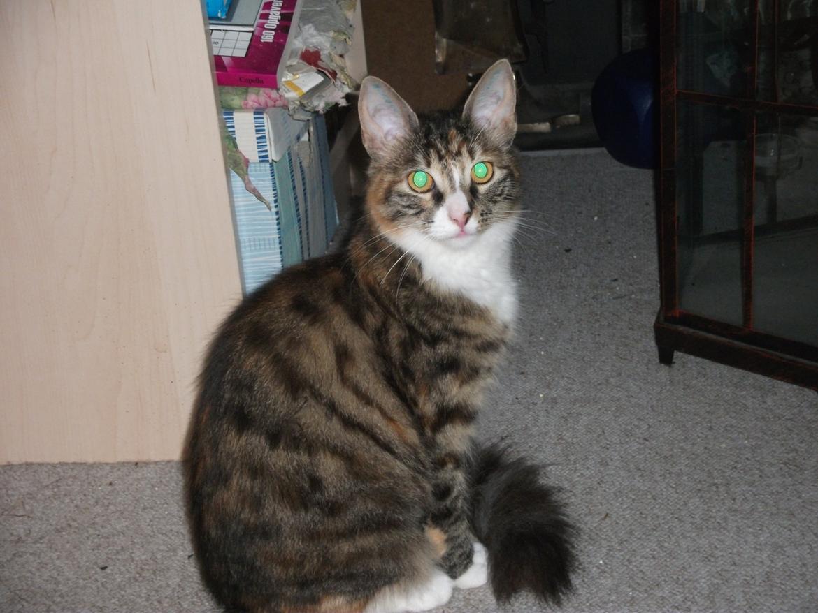 Blanding af racer Bellatrix billede 10