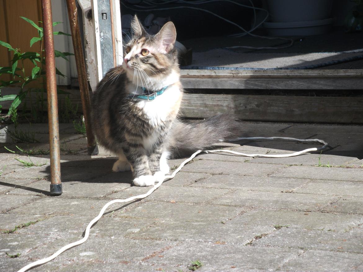 Blanding af racer Bellatrix billede 11