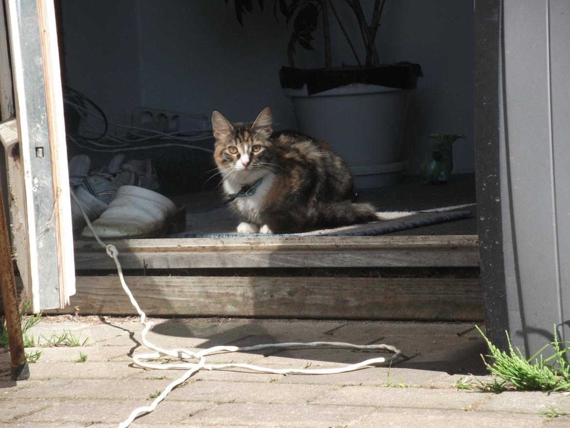 Blanding af racer Bellatrix billede 12